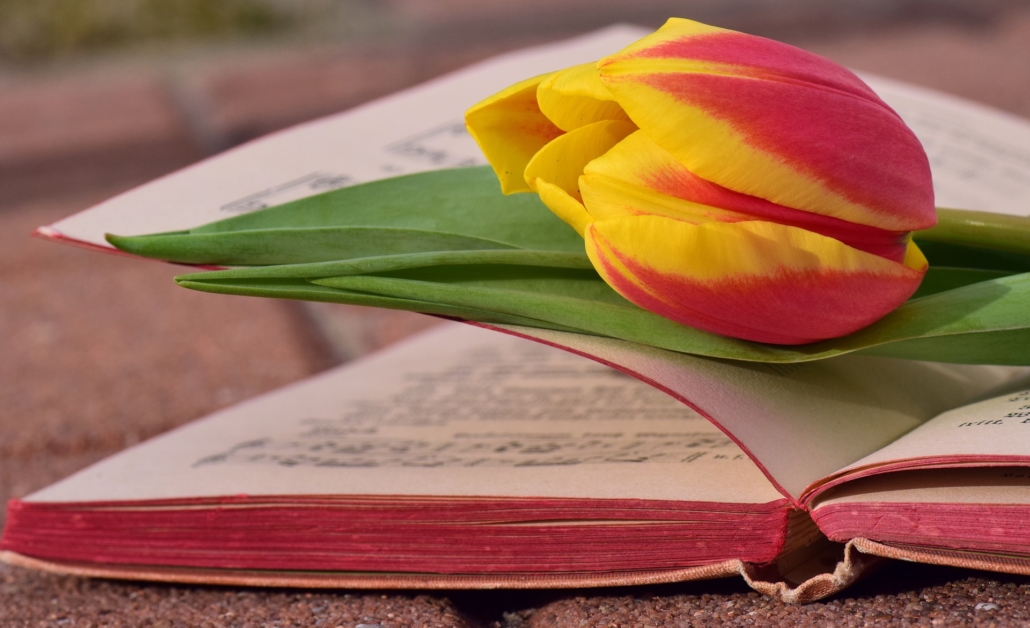 A tulip on an opened songbook