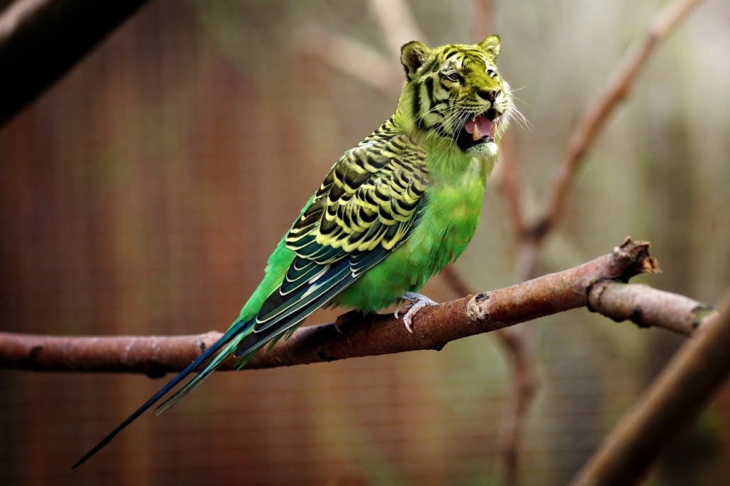 A bird edited to have a tiger head on a twig